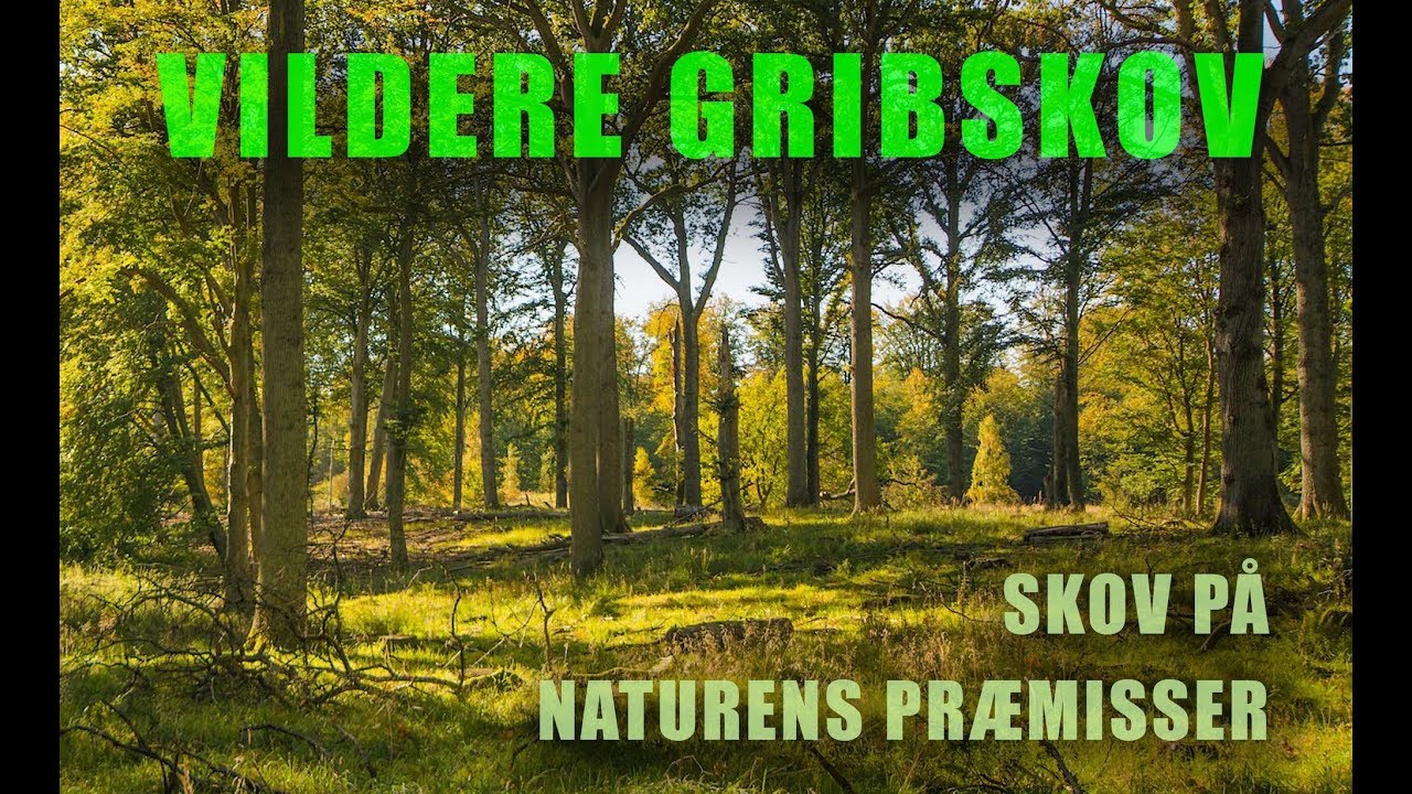 Lad os få skov på naturens præmisser i Gribskov