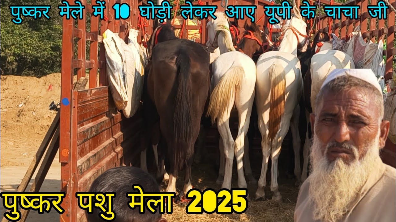 4 लाख की घोड़ी पुष्कर पशु मेला 2025 horse and camel fair October 2025 live update.#pushkarpashumela