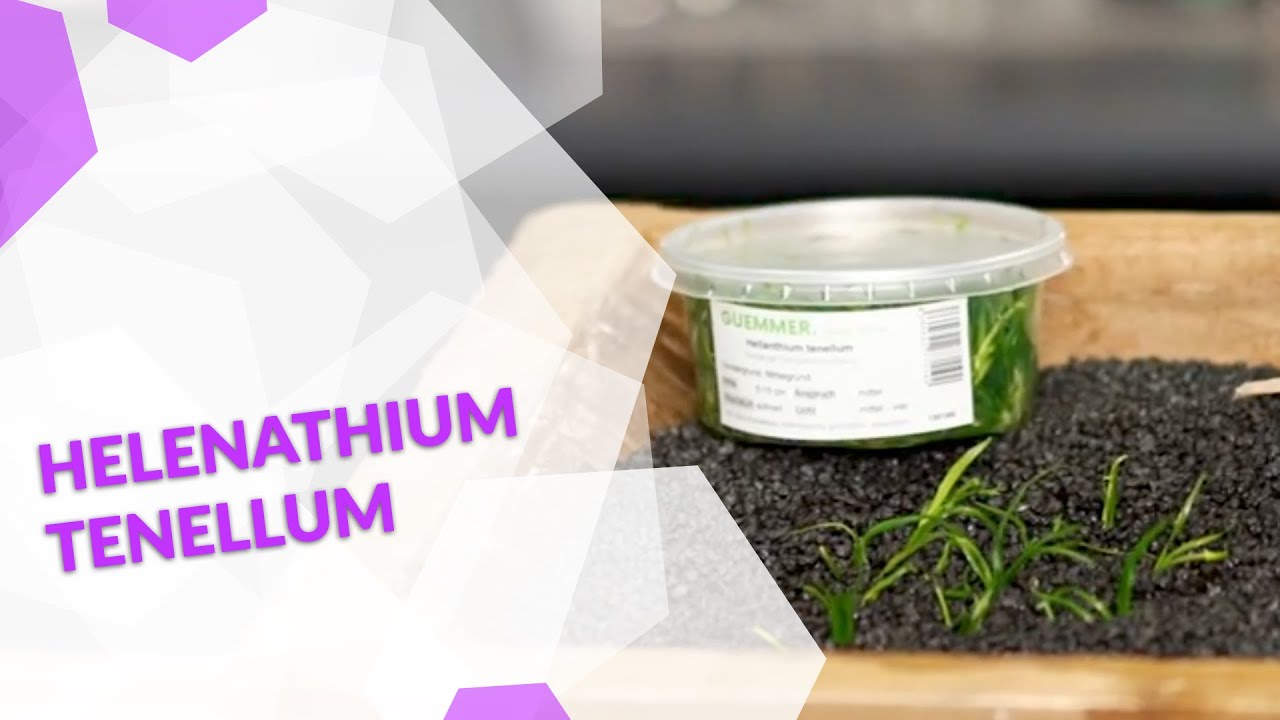 Helanthium tenellum, die Grasartige Schwertpflanze, ein grasartiger Bodendecker f&uuml;r dein Aquarium