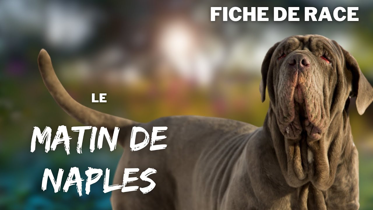 Race de chien Matin de Naples : caractère, dressage, comportement, santé de ce chien de race...