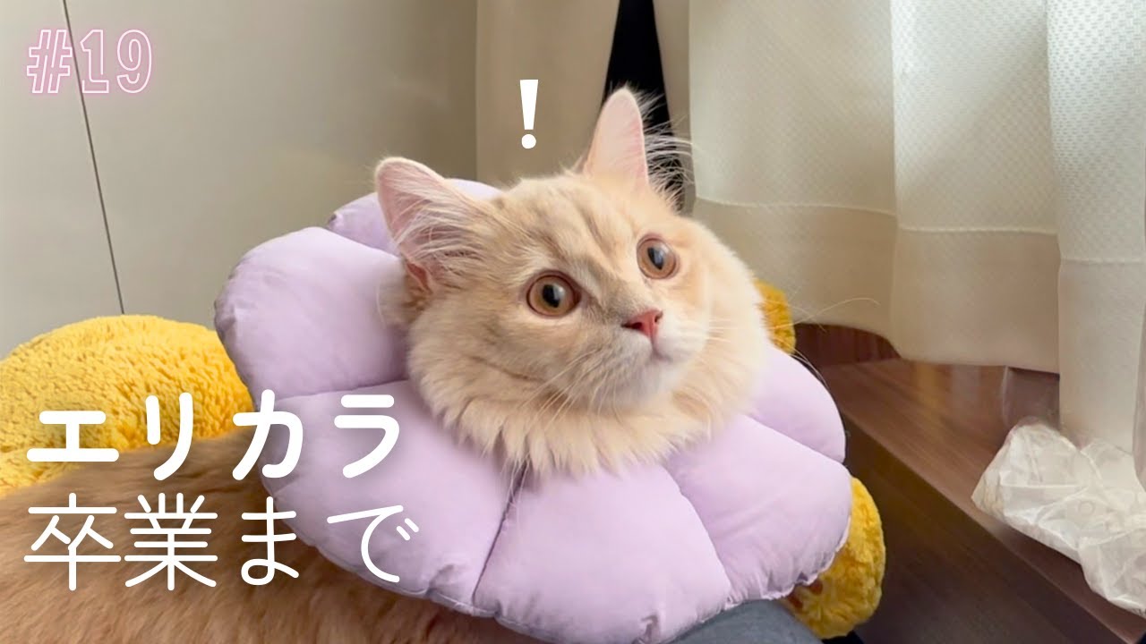 【回復】去勢手術後、１週間のわたげの過ごし方