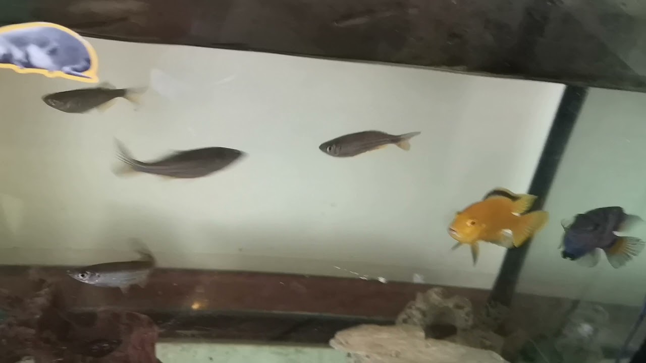 Cichlids and Giant Danios.