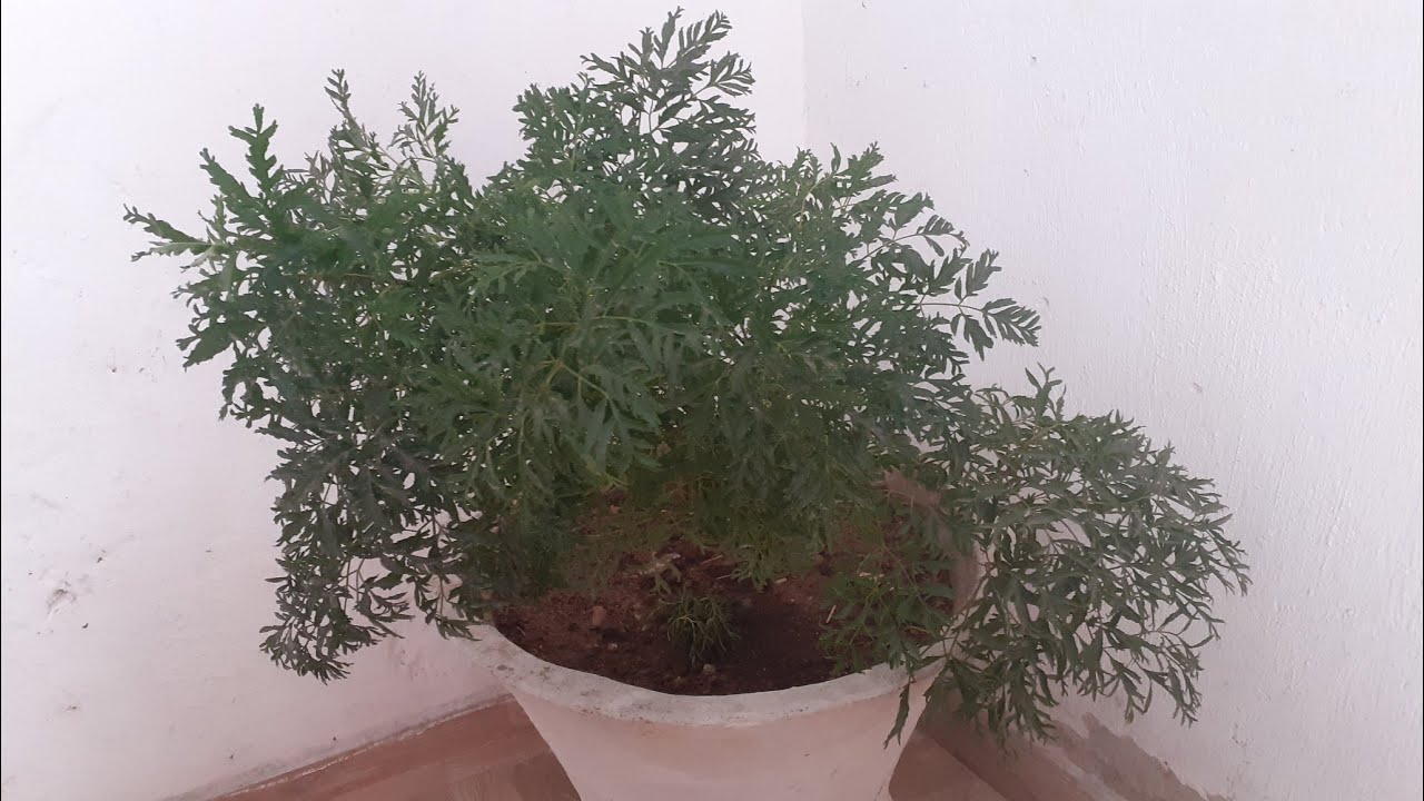 Regando as plantas a noite 🌙/planta que desmaia quando regada 😯😅