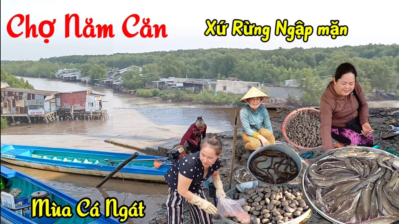 Đẹp lạ CHỢ NĂM CĂN Cà Mau  - Xứ Rừng Ngập Mặn Vào mùa Cá Ngát