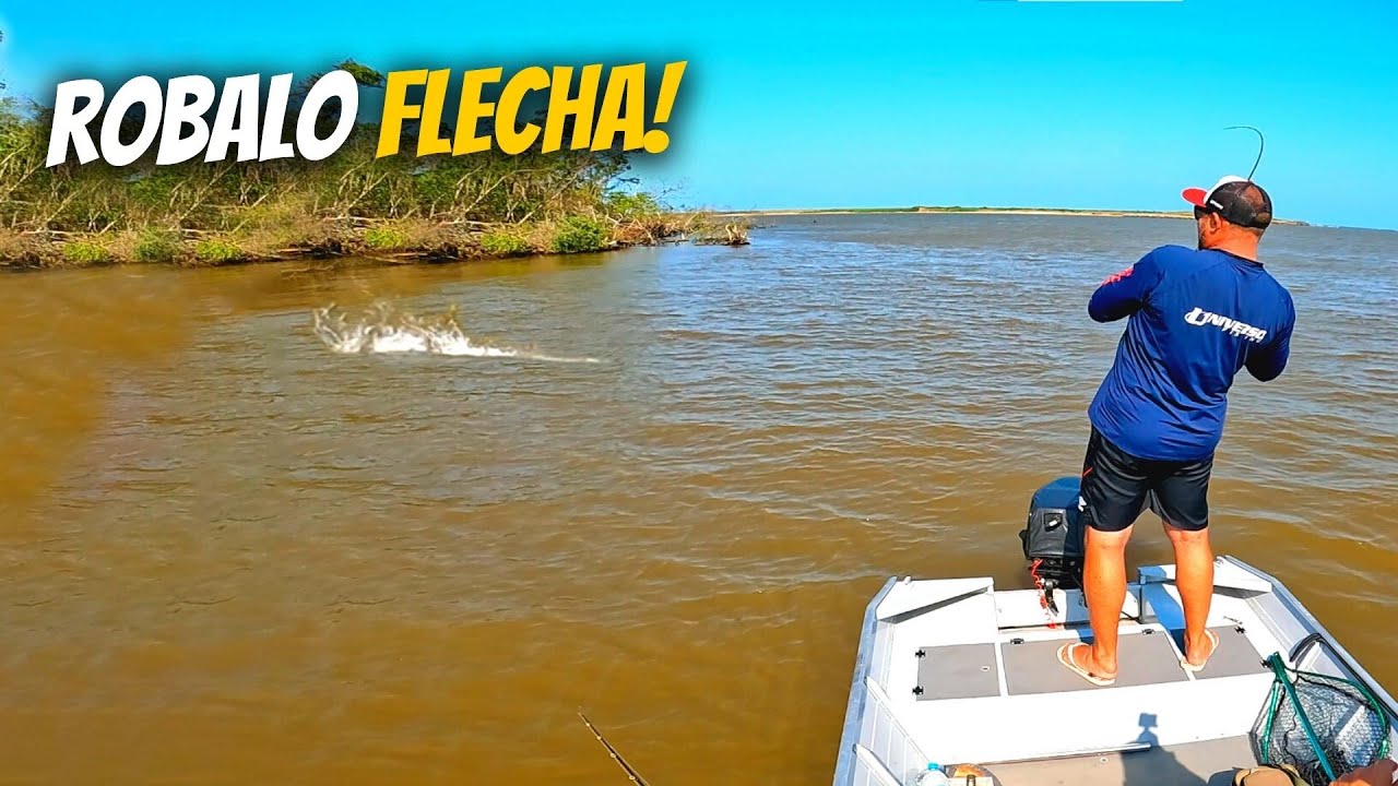 CARDUME de ROBALOS FLECHAS na SUPERFÍCIE - Só PANCADA!  Pesca de ROBALO na GALHADA