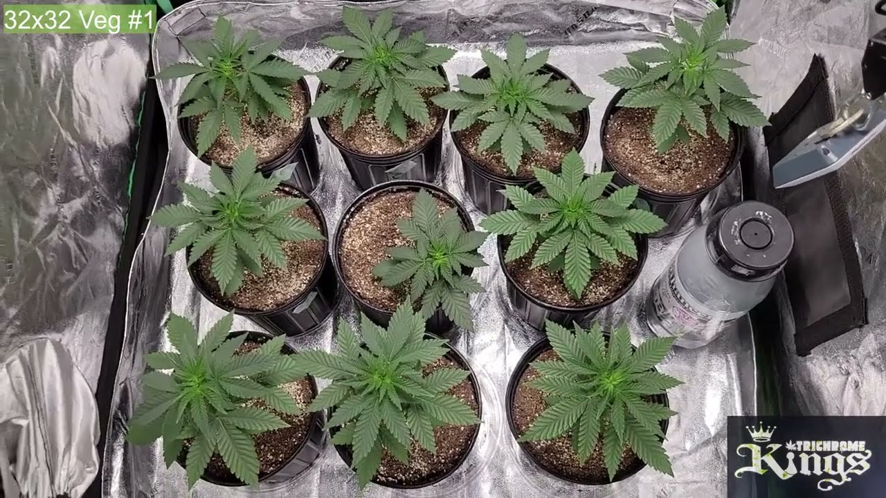 ZOLTRIX Grower THINGS ARE HEATING UP IN THE GARDEN!  NEW GEAR AND AWESOME GENETICS ORGANIC GARDENING