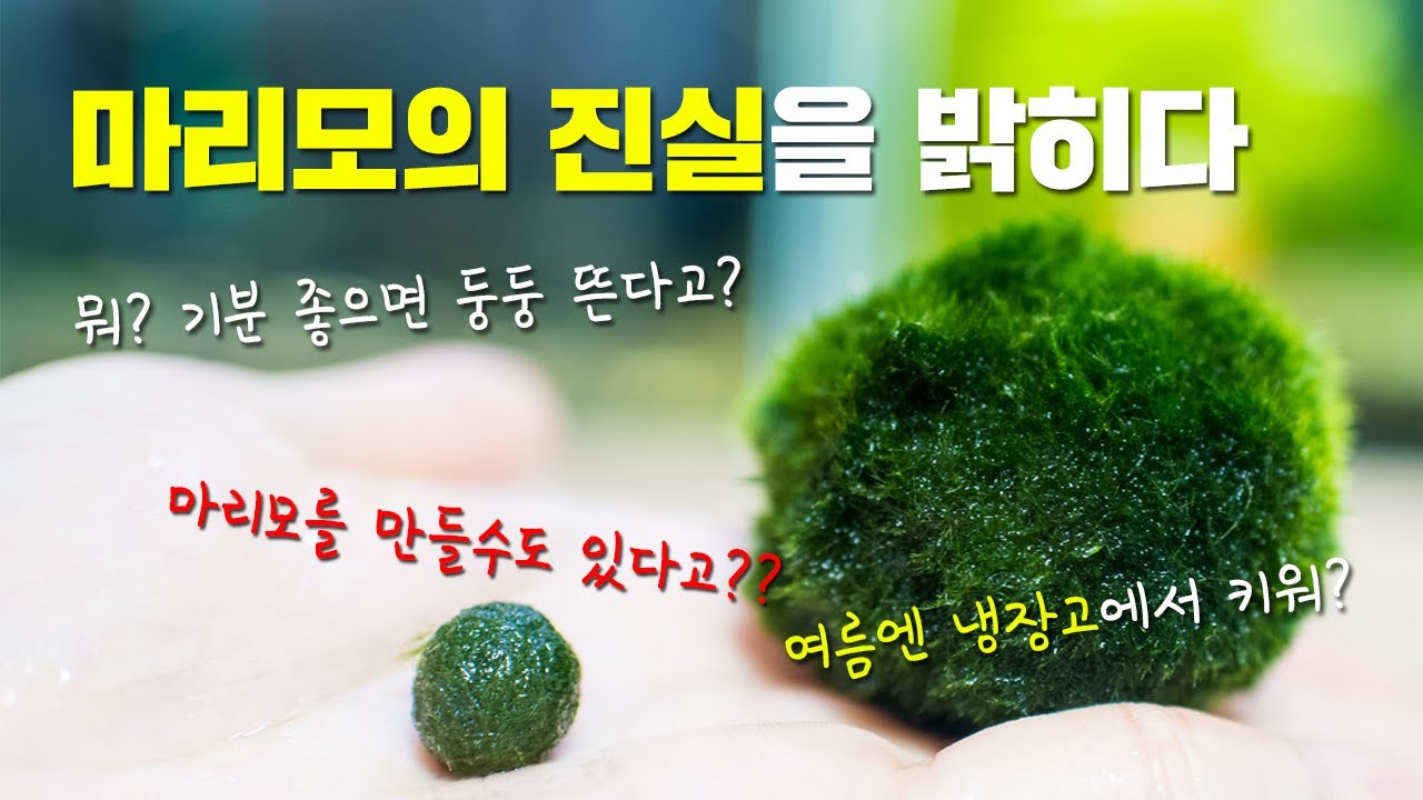 [마리모키우는법] 마리모 키우기를 둘러싼 논란 정리하겠습니다.