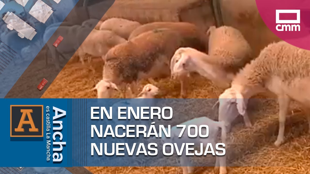 En enero nacerán 700 nuevas ovejas