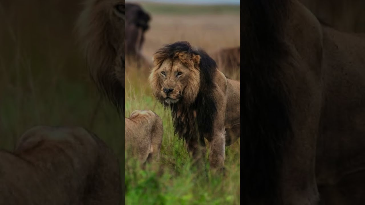 Goodbye, Lorkulup  #lions #africa #lionlovers #lion