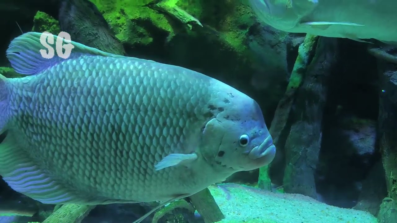 Анталия Аквариум 1 🐬Анталия Аквариум 1🐟 🦀