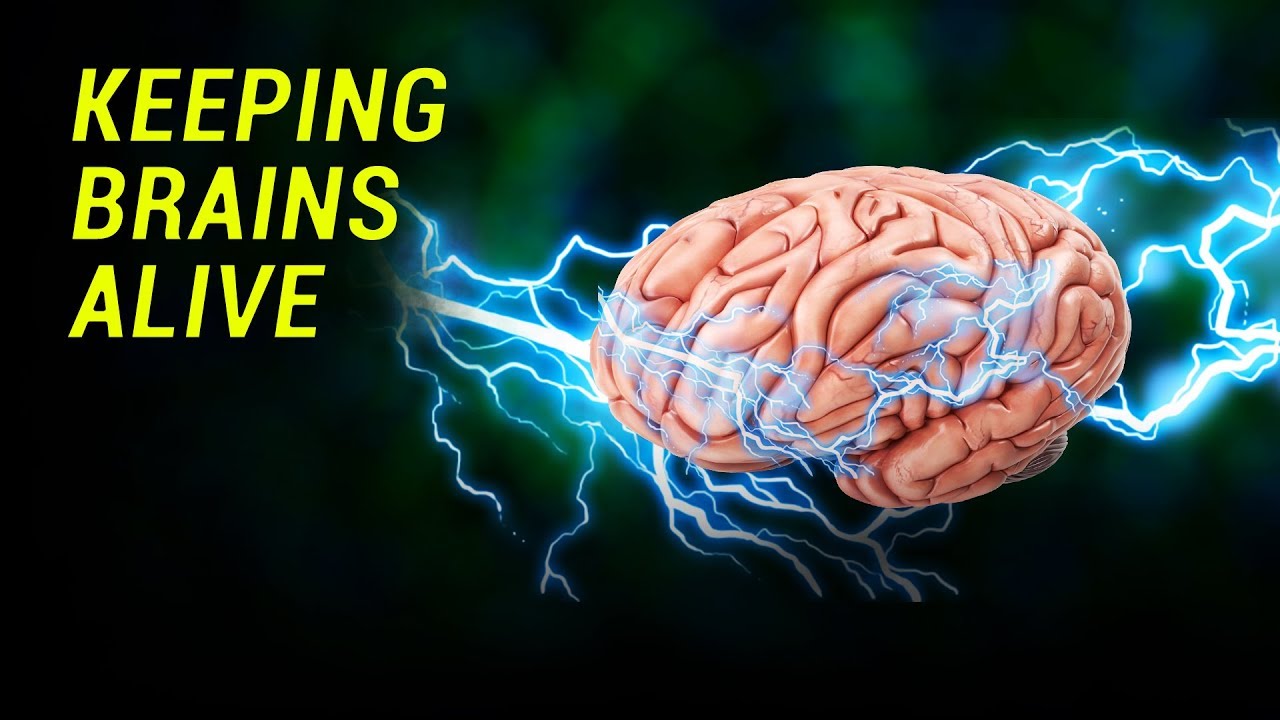 Researchers Restore Partial Function to the Brains of Dead Pigs