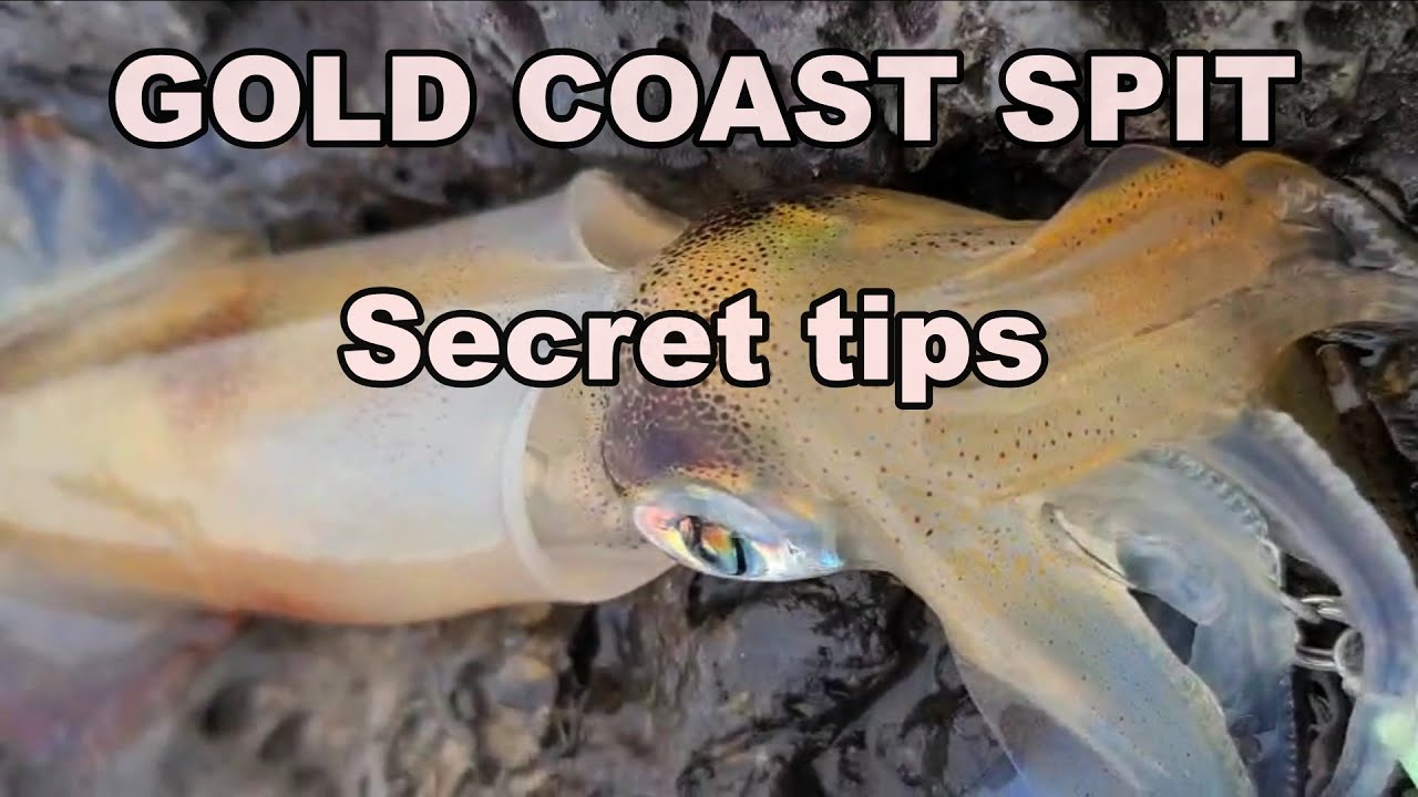 Hurry! SPIT squid, squid, squid!!Gold Coast fishing Land base Rocky D