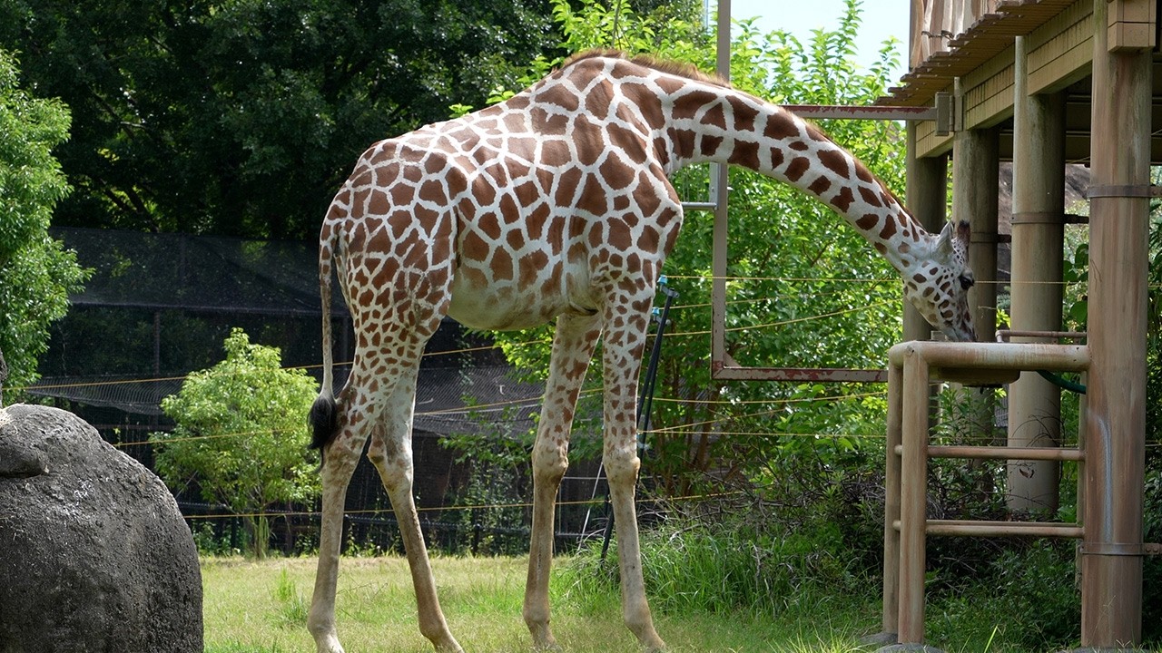 Reticulated giraffe 20250719／Toyohashi Zoo & Botanical Park／4K