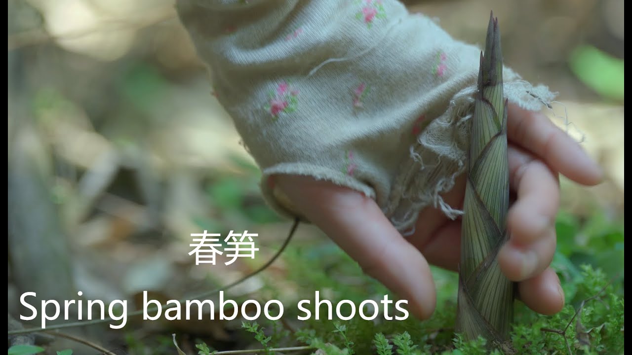 Picking bamboo shoots is not just for food, but find a long-lost way of life.采春笋，采的不仅是美食，更是一份久别的生活