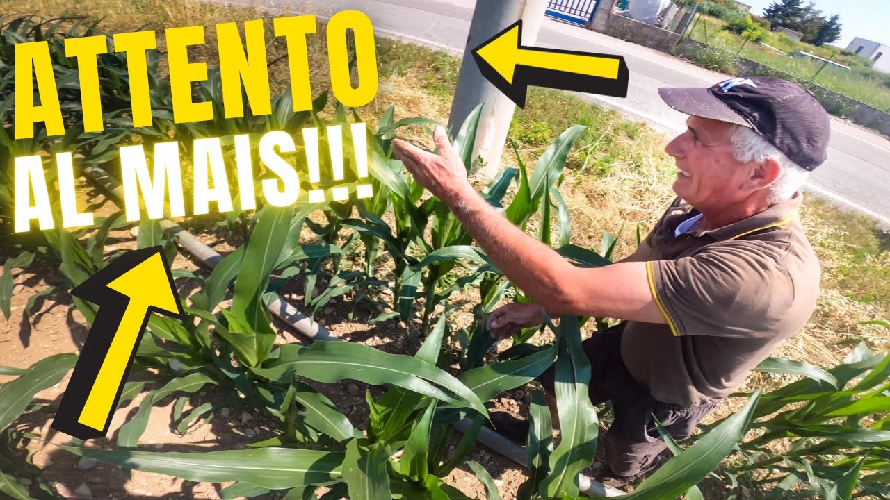 ATTENTO AL MAIS!!! | Preparazione impianto di irrigazione del Mais | Filips Country