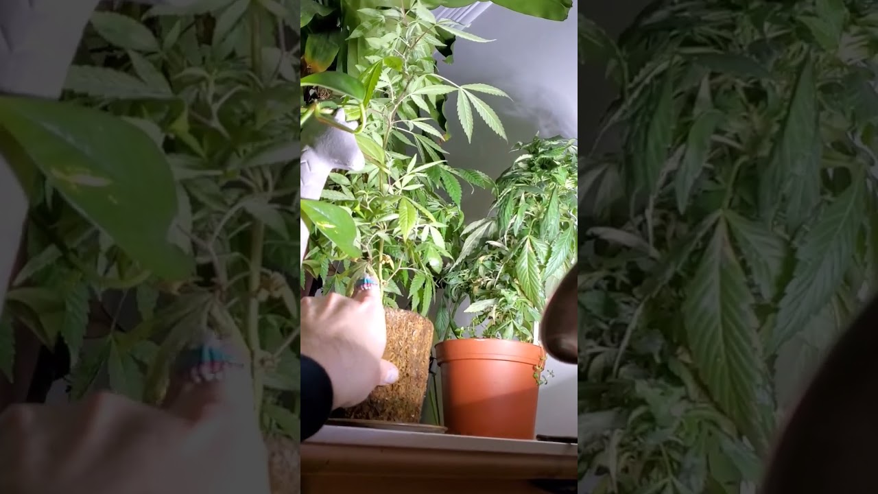 3-leaf cannabis #plants #botany #home #garden #green #3