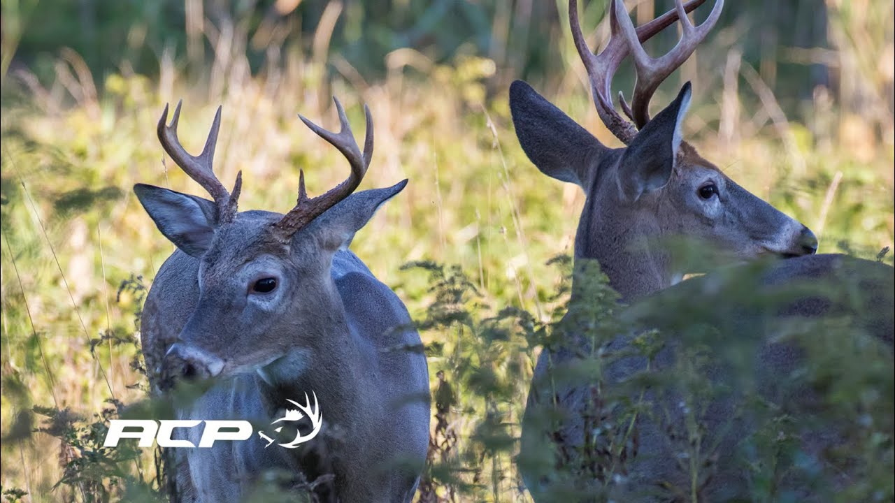 Michel Therrien - Domination territoriale des bucks chevreuils matures