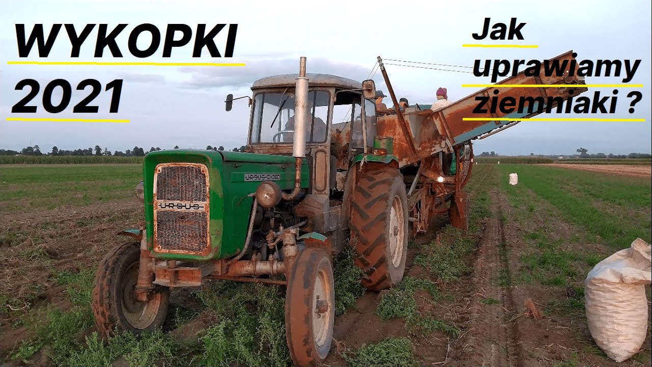 Kopanie ziemniak&oacute;w (pyrek) 2021 | Uprawa ziemniak&oacute;w od A do Z w naszym gospodarstwie | Anna z-644