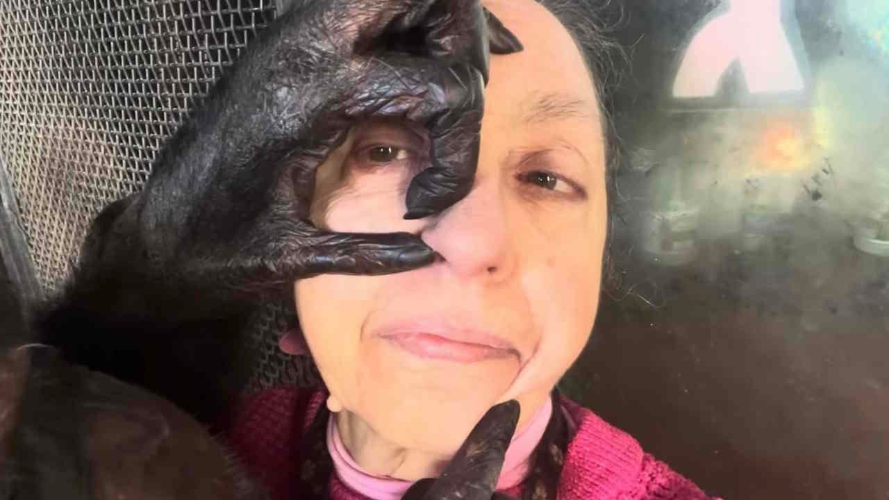 Chimpanzee Grooms Woman's Face & Feet