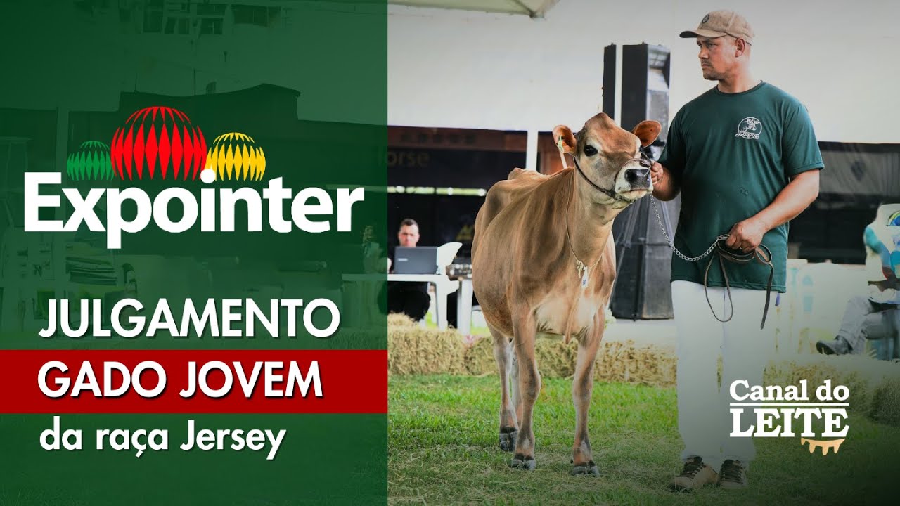 Expointer 2025 - Julgamento do Gado Jovem da Raça Jersey