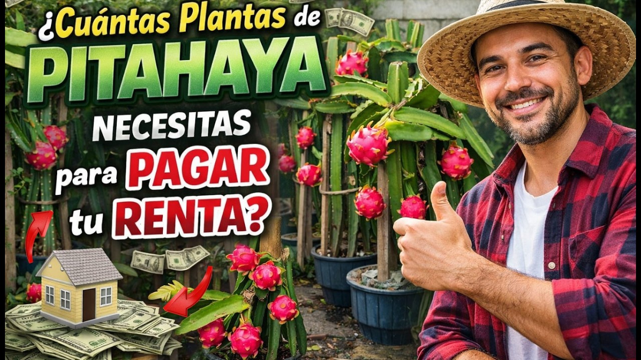 CUANTAS PLANTAS DE PITAHAYA NECESITAS PARA PAGAR TU  RENTA.