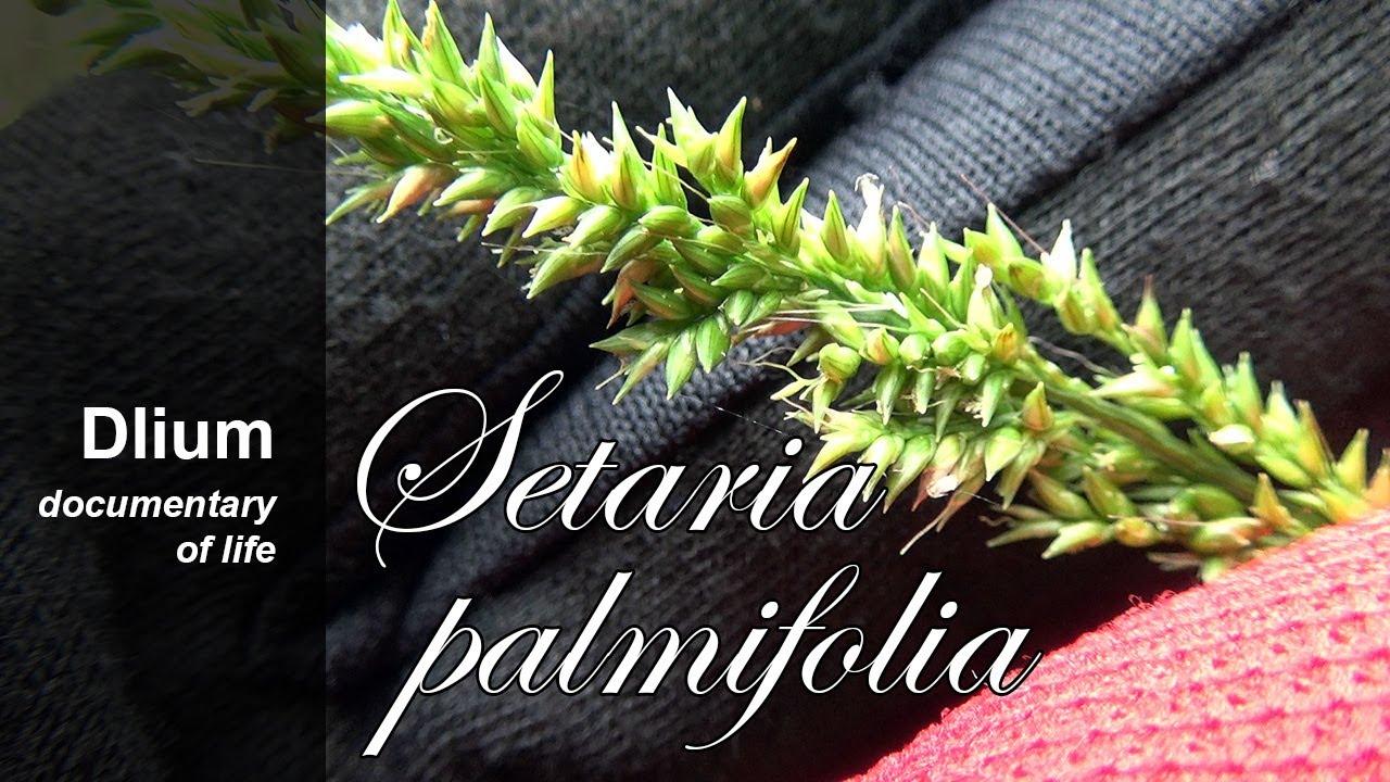 Palmgrass (Setaria palmifolia) - part 2