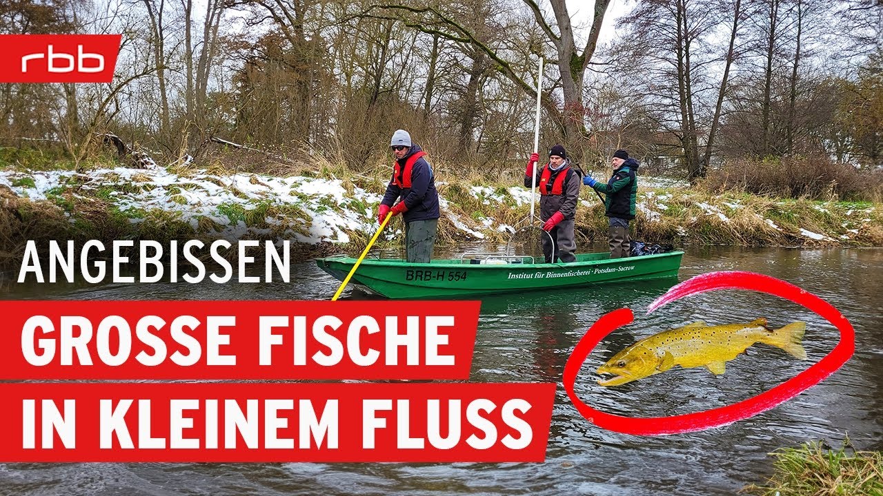 Lachse in Brandenburg -  Elektrofischen f&uuml;r die Brut | Angebissen - Der Angel-Podcast #137