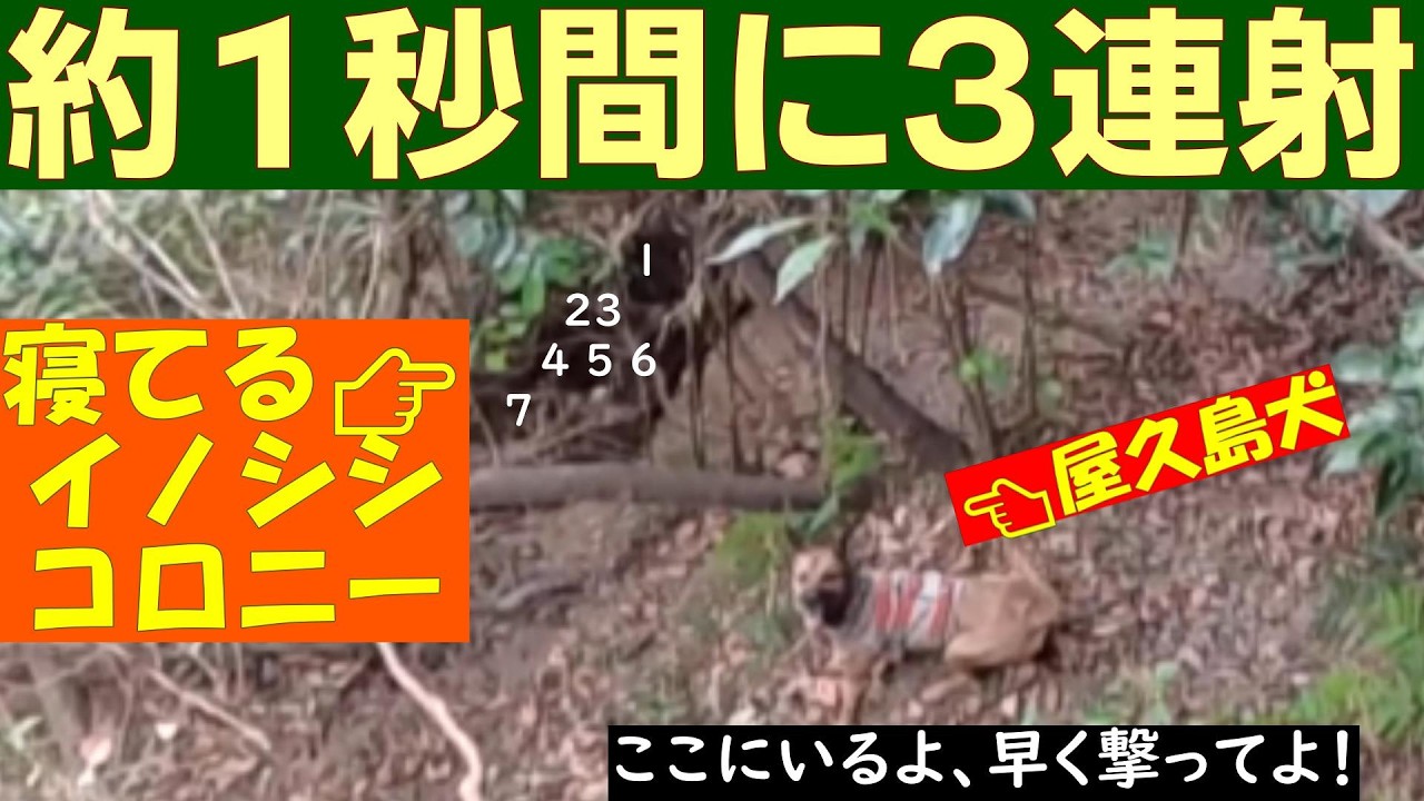 （狩猟動画）昼寝している猪コロニーに、スラッグ弾を３連射