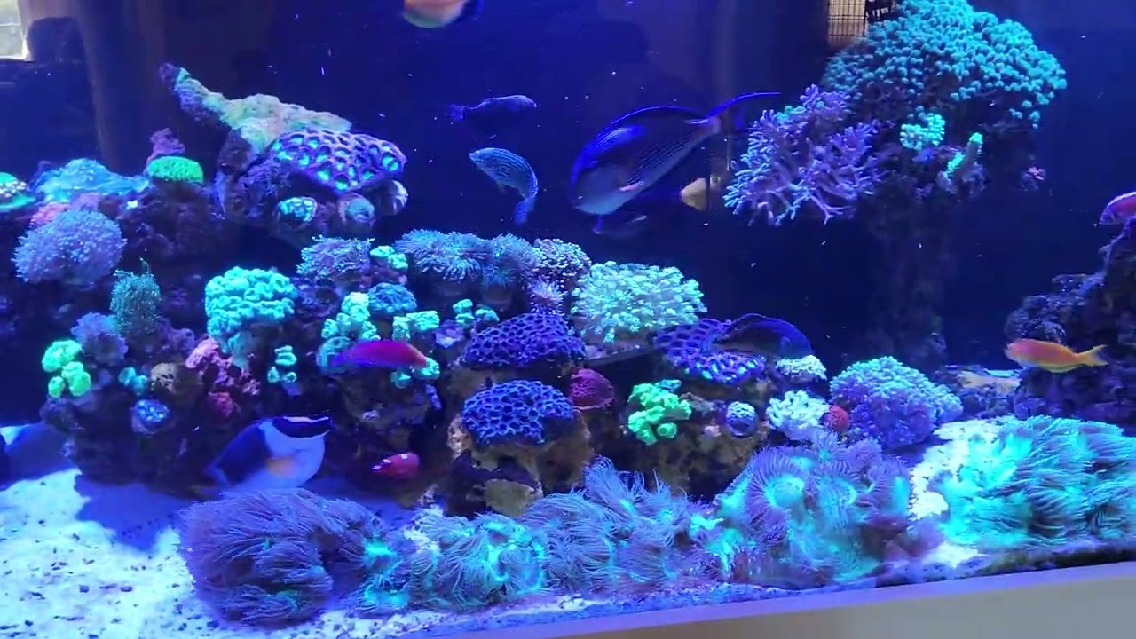 PE Mysis VS Hikari Mysis plus V2O Foods Reef Caviar Part 2