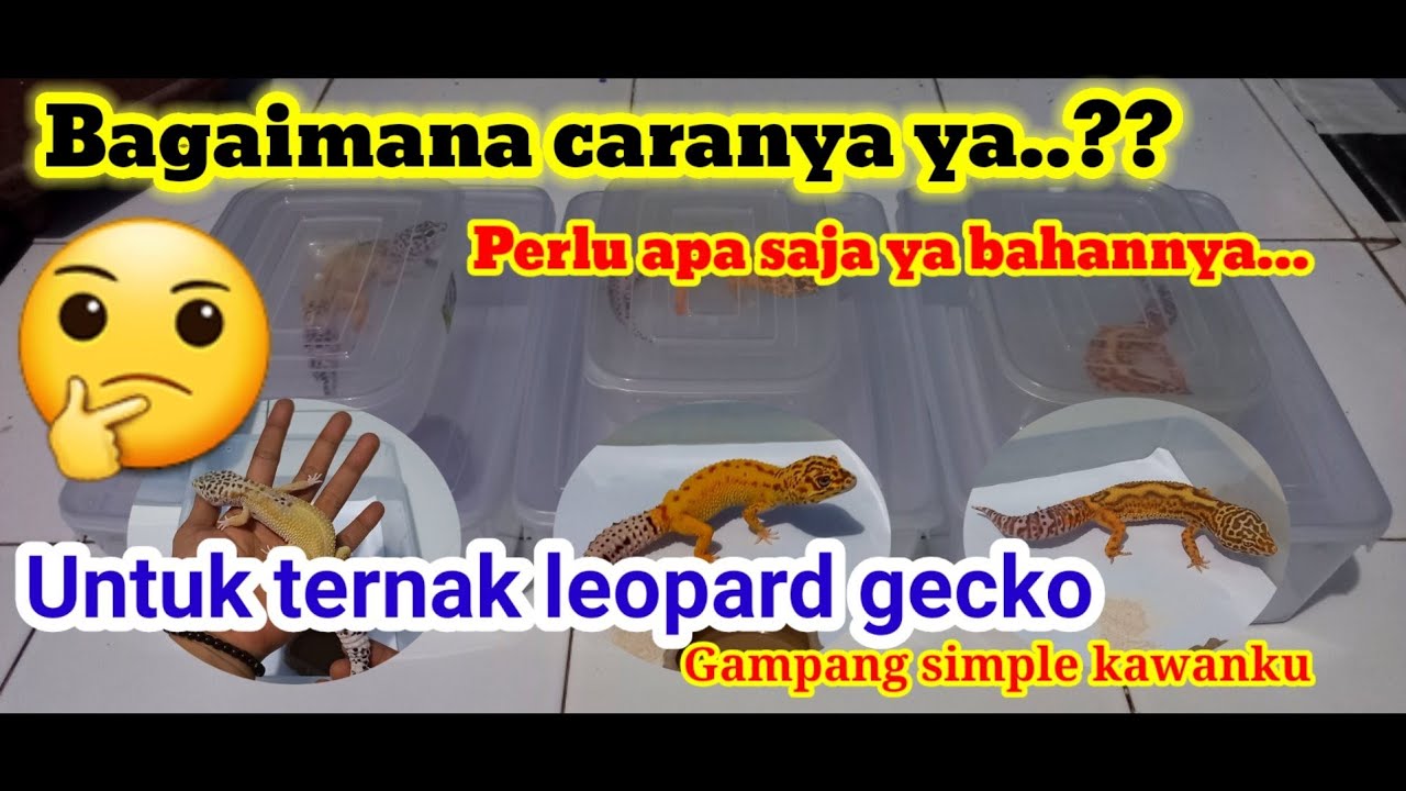 MUDAH SEKALI CARA TERNAK LEOPARD GECKO