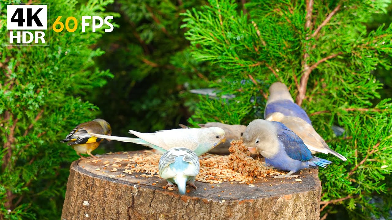 10 Hour Cat TV 🐱 Calm Birds Only 🌿 Relaxation & Stress Relief for Indoor Cats | 4K