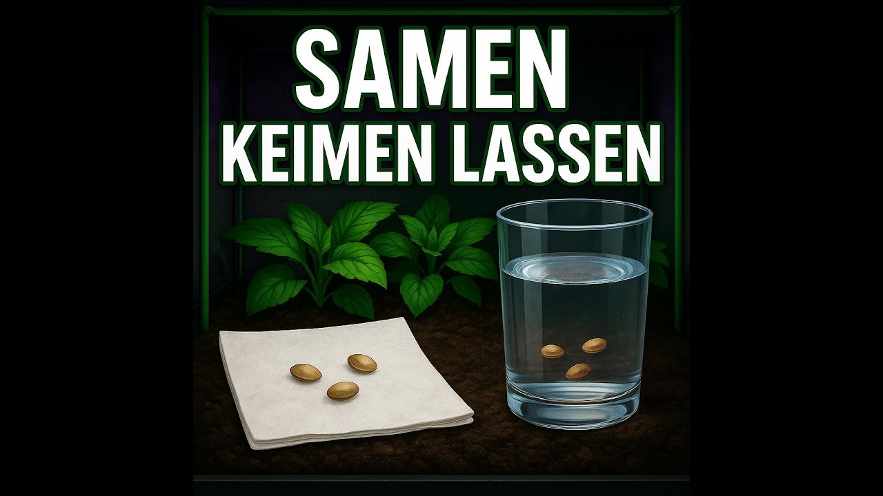 Samen keimen lassen, so wird&rsquo;s richtig gemacht (Papier & Glas Methode)