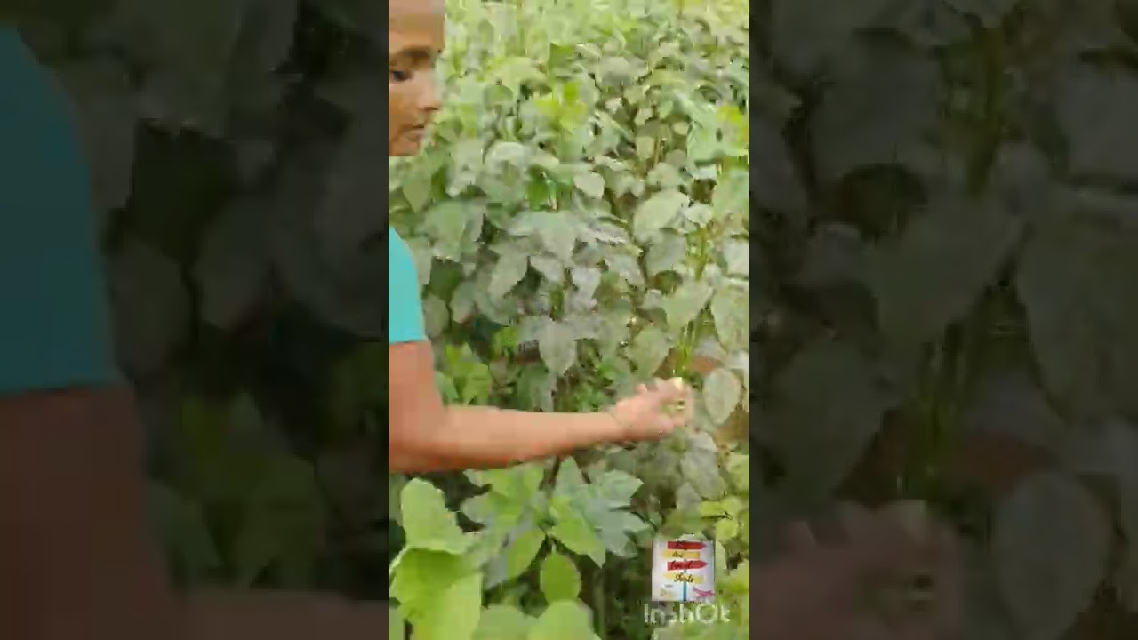 Gawar guar Cluster beans farm fresh vegetables 😍😍🥸🥸🥸#shorts #farming #vegetables #viral #trending