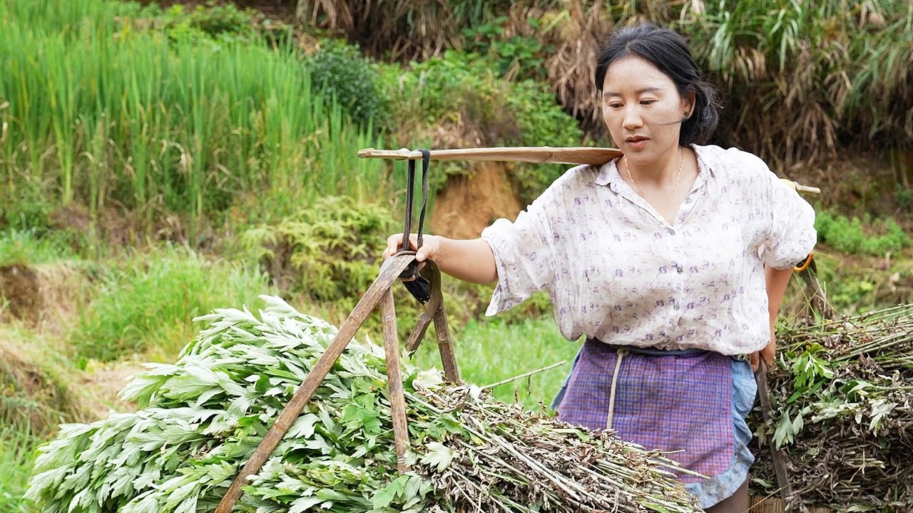Mugwort艾草 | 五月初五，歲至端陽，一縷艾草香，聽風入仲夏。幸得人間好時節，悠悠艾草情綿長。【鄉愁沈丹 Shen Dan】