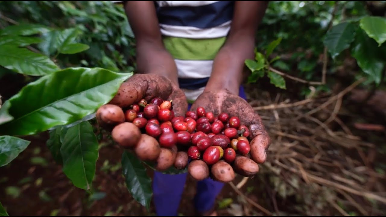 ‘Kihamba’ – Chaga home gardens on the slopes of Mount Kilimanjaro