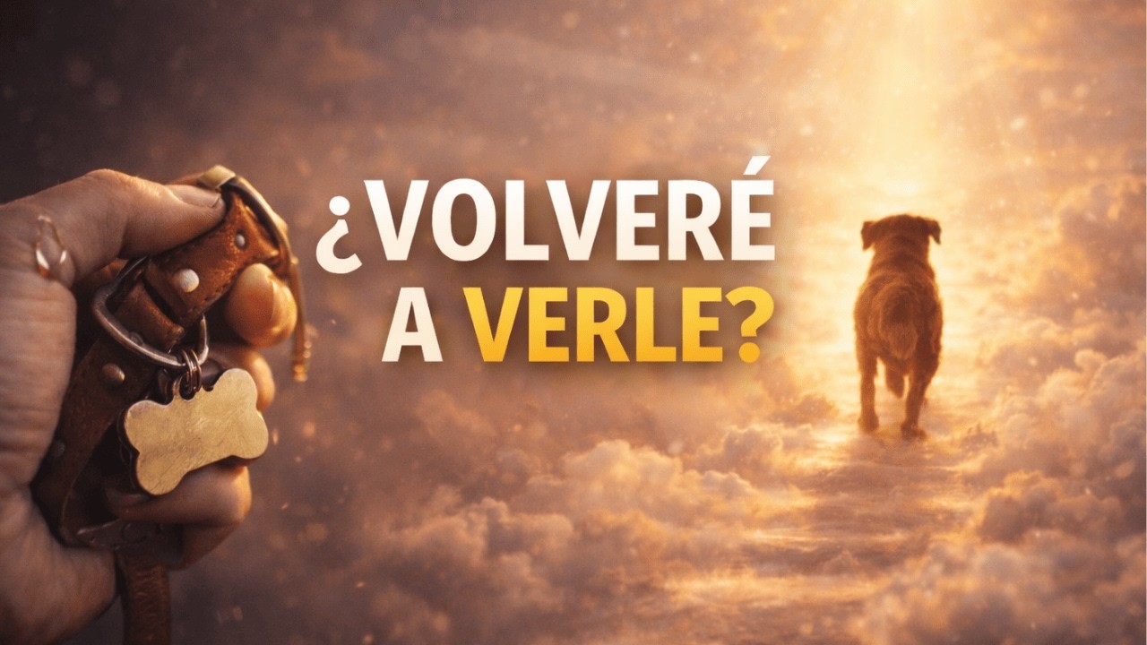 ¿Los perros van al cielo? (La respuesta que te puede sanar por dentro) | Canción con mensaje