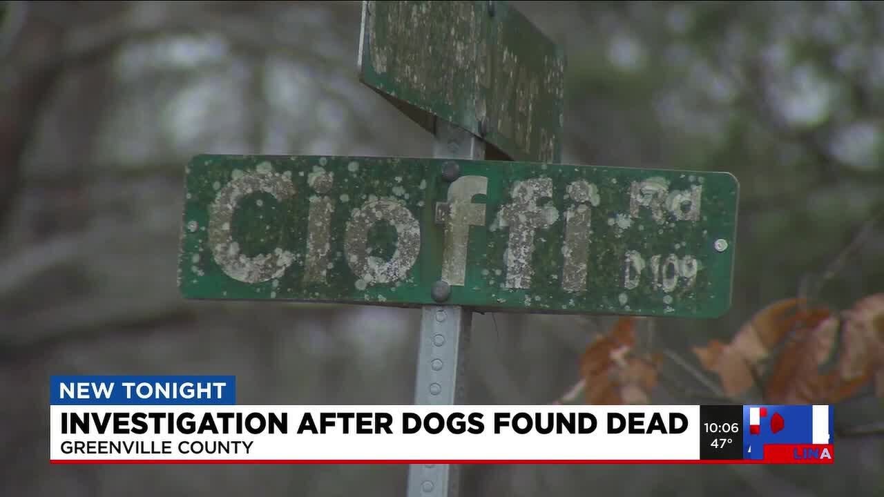 ‘They were beautiful dogs’: Woman describes finding two dogs shot to death in Greenville County