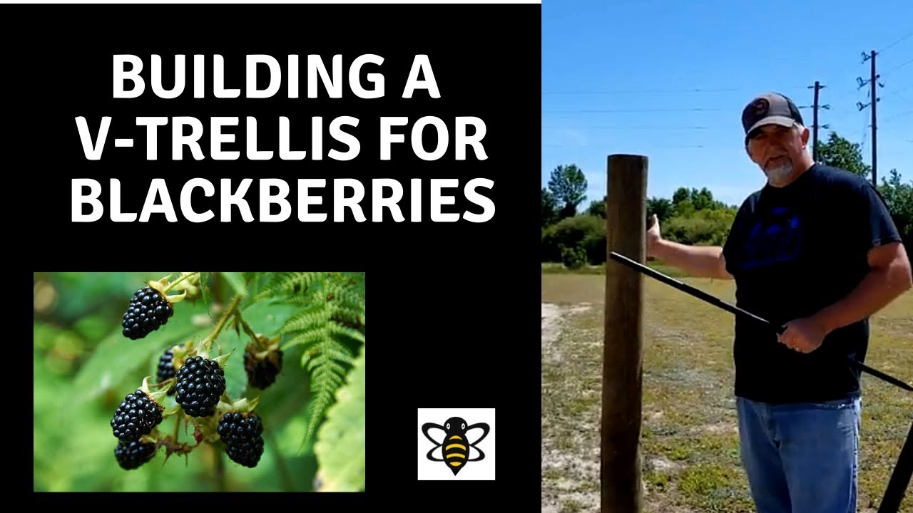 Building a Backyard Blackberry/Raspberry Trellis