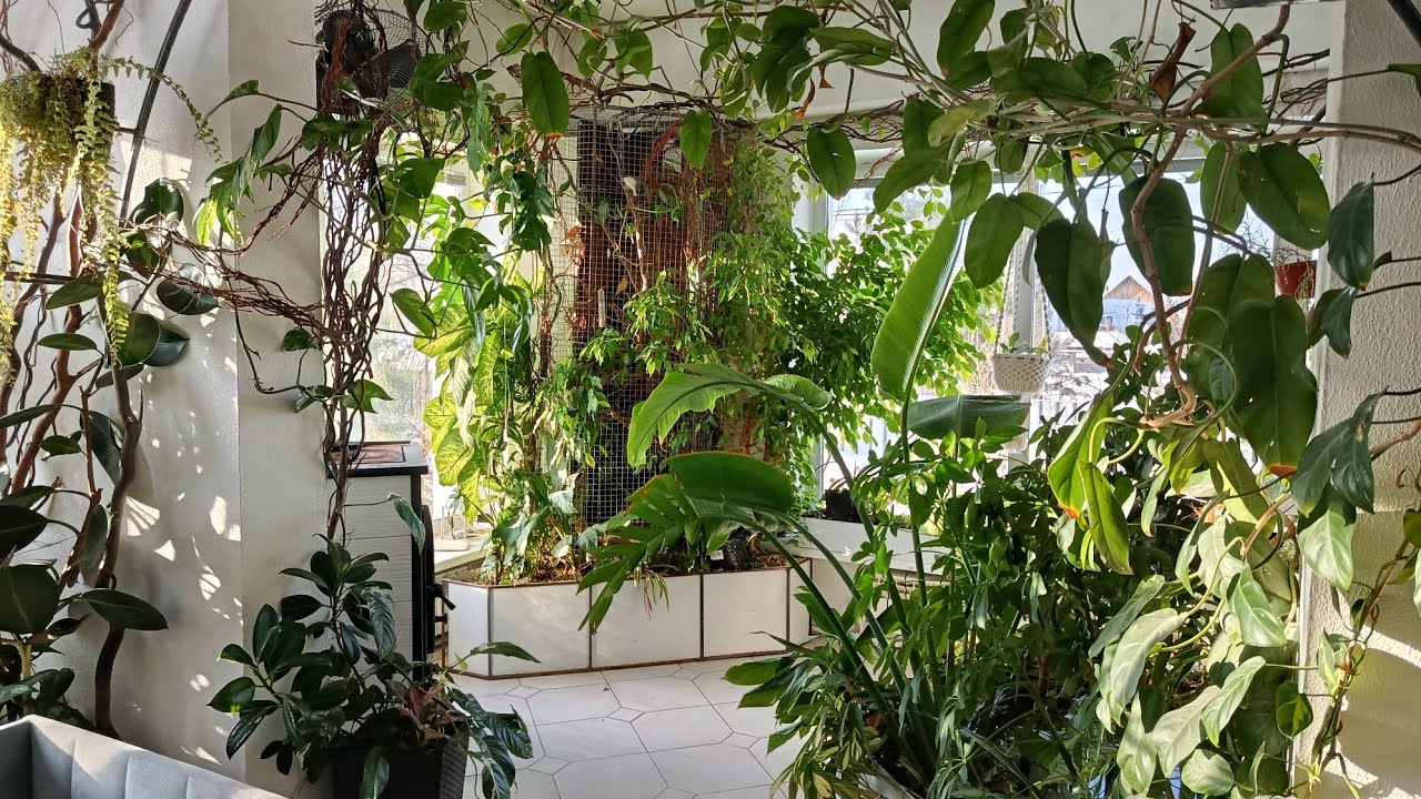 Зимний сад и карпы 26.02.26 Тюмень