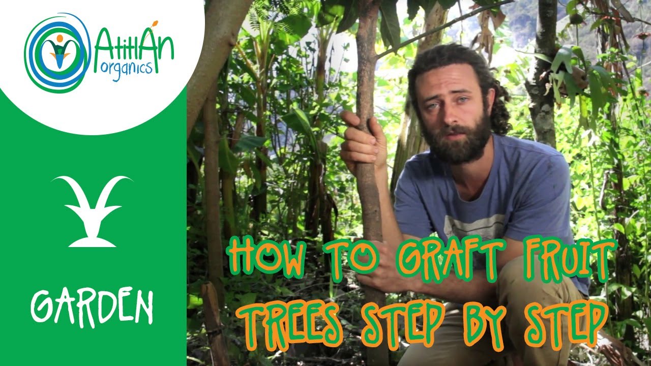 Grafting Fruit Trees | How To Graft Fruit Trees Step By Step | Bark Inlay Grafting