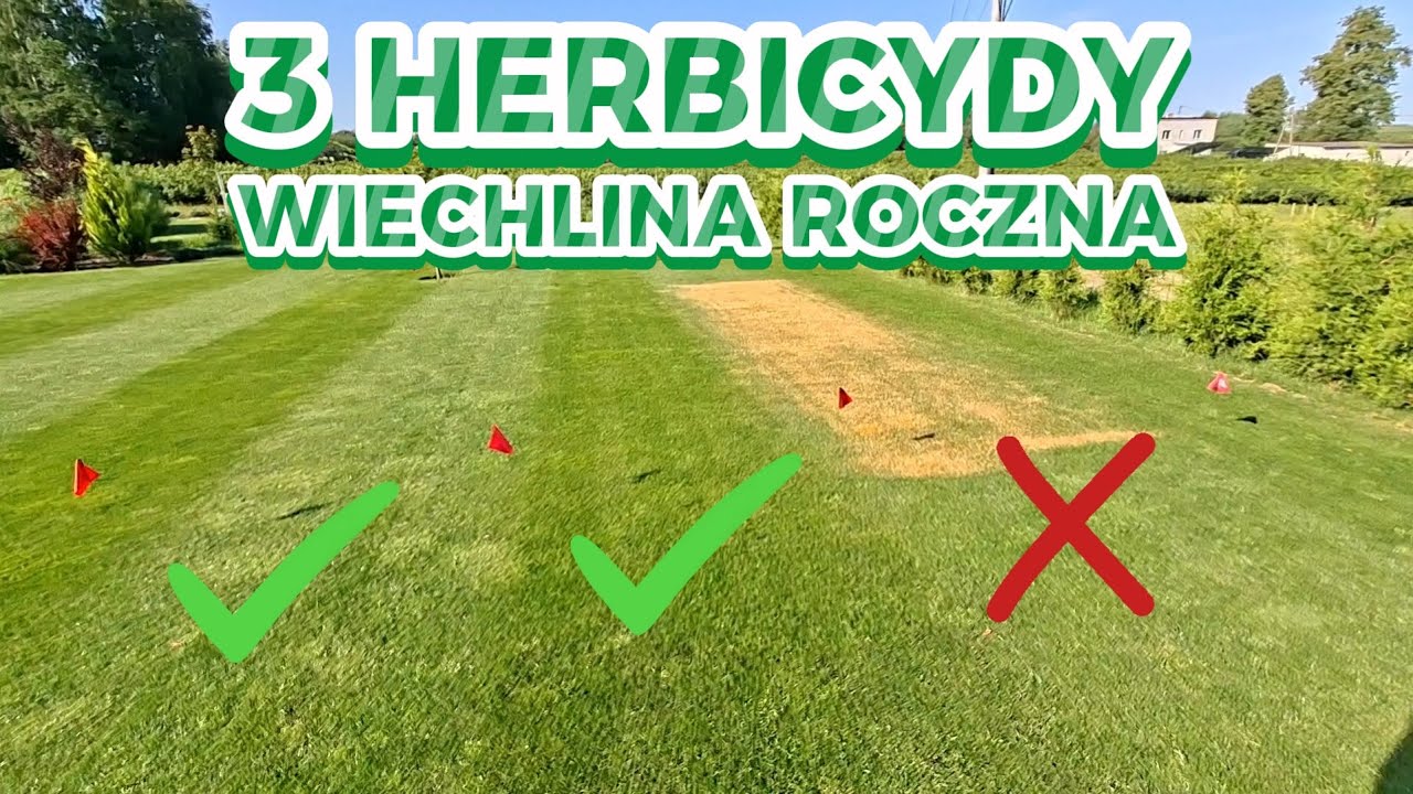 PLAN na WIECHLINĘ ROCZNĄ Rezultat działania herbicydów STOMP/KEMIRON/ROUNDUP Trawnik po urlopie