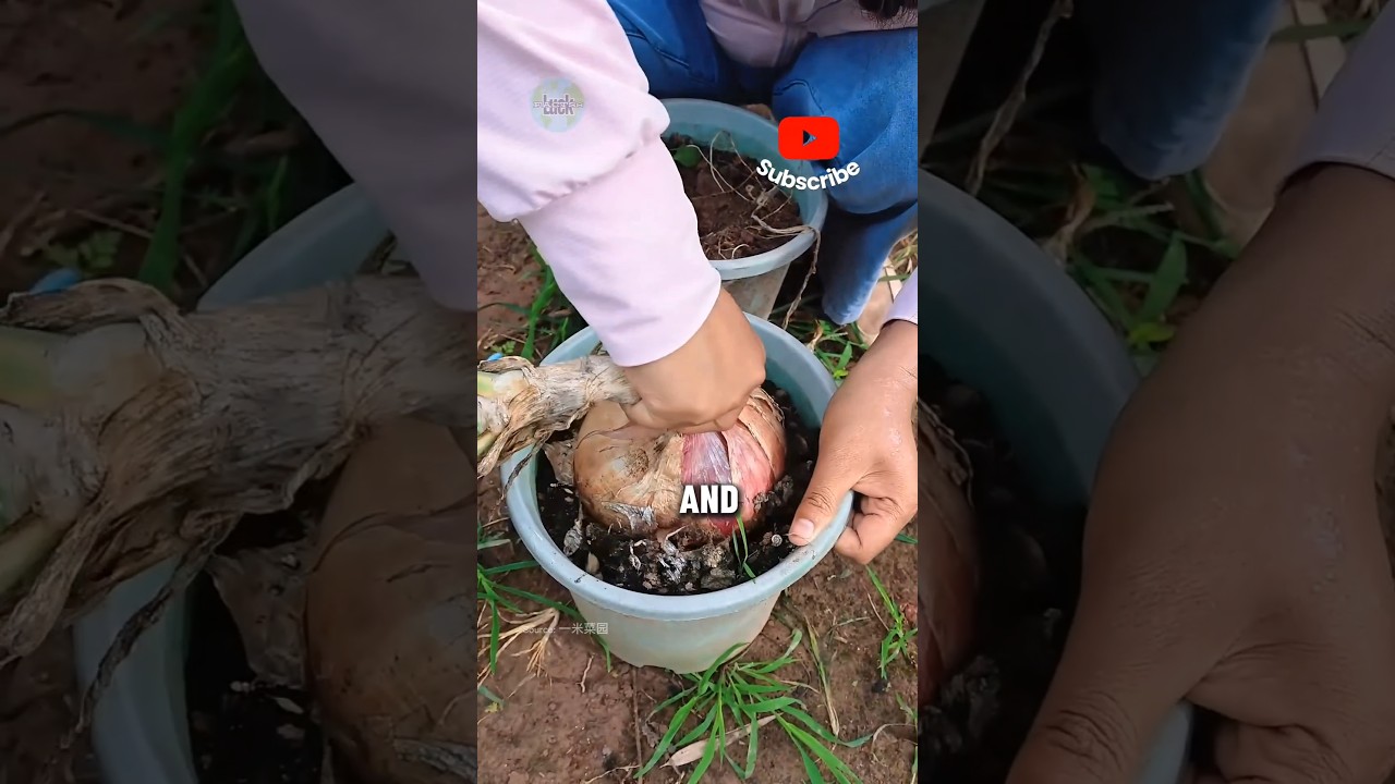 Harvesting giant onion #shorts #harvest #amazingshorts