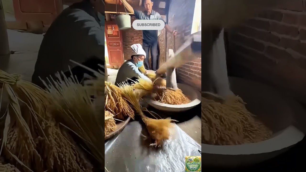 How Rice Was Threshed Before Machines: Incredible Traditional Agriculture Technique #farming #viral