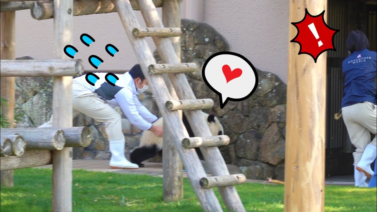 「あかん💦早く扉閉めて！」天才パンダ楓浜🐼ドタバタ劇場