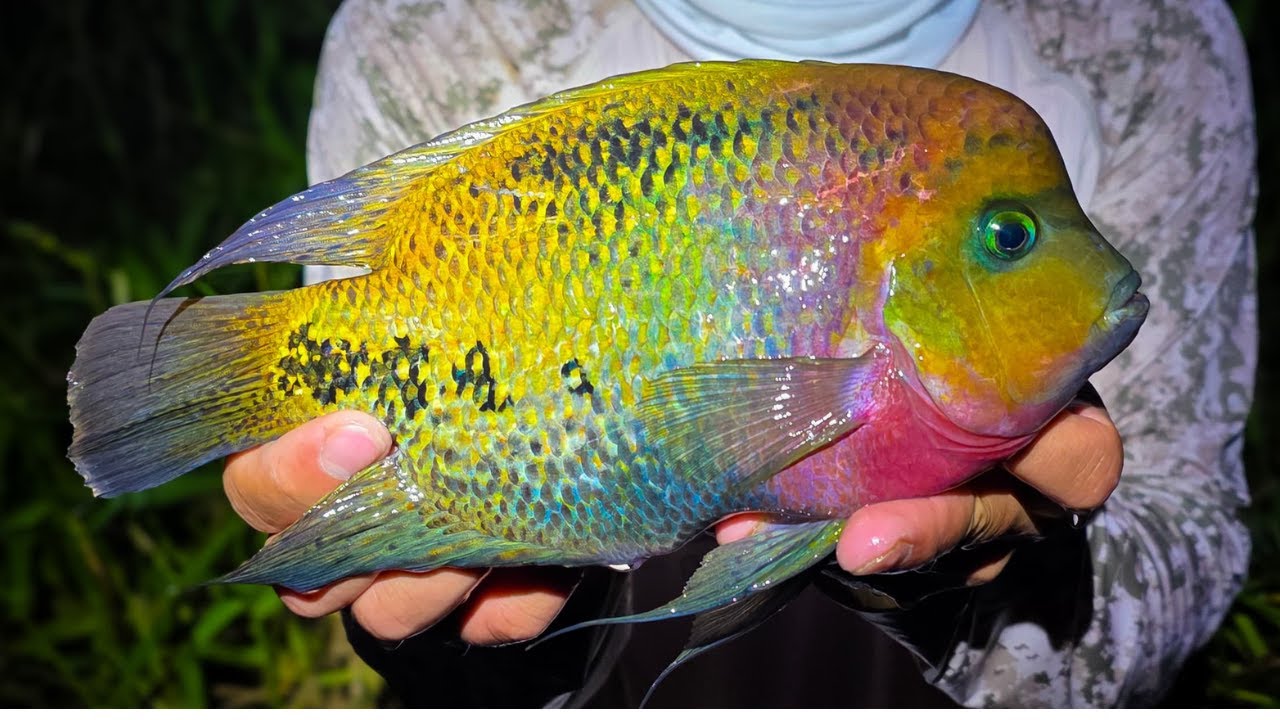 Hunting for the Elusive Cichlid through the Jungles!! With @mrandmrsfish7555 