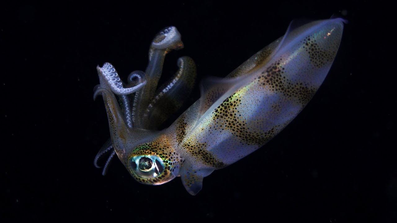 Above &  Below Anilao, Malapascua, Cebu, & Dauin Philippines Diving Expedition - Relaxing