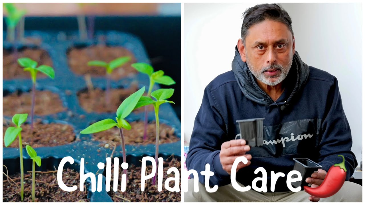 How To Care For Seedlings / Growing Chilli From Seeds