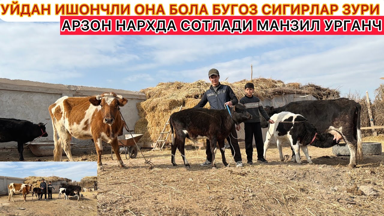 УЙДАН ИШОНЧЛИ ОНА БОЛА БУГОЗ СИГИРЛАР ЗУРИ АРЗОН НАРХДА СОТЛАДИ МАНЗИЛ УРГАНЧ 19-Март 2026 г.