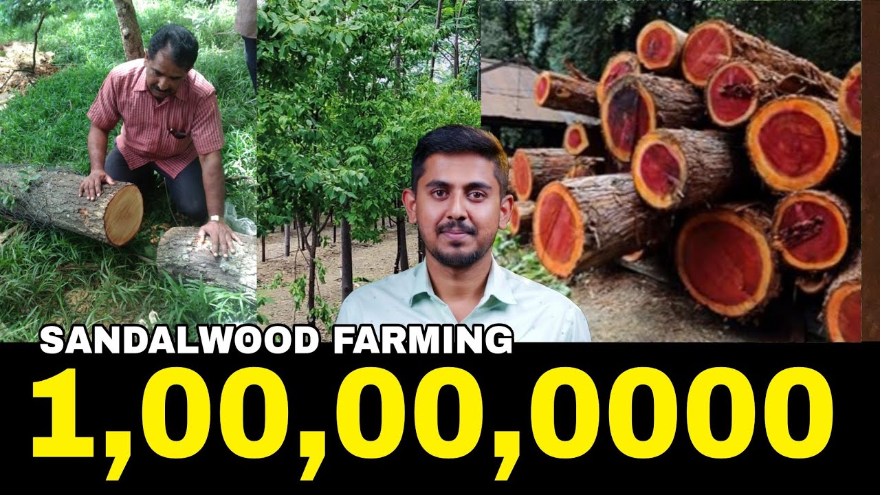 Sandalwood Farming In Kannada | Red Sandalwood Vs Sandalwood | By HVR 