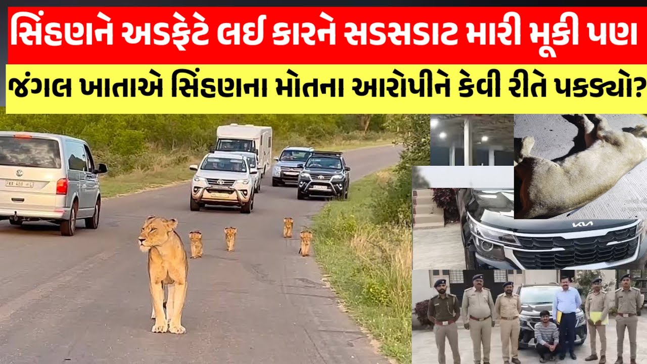 સિંહણને કચડીને ભાગ્યો પણ વન વિભાગની ટીમોએ કેવી રીતે ઝડપી લીધો,જુઓ #amreli #gir 